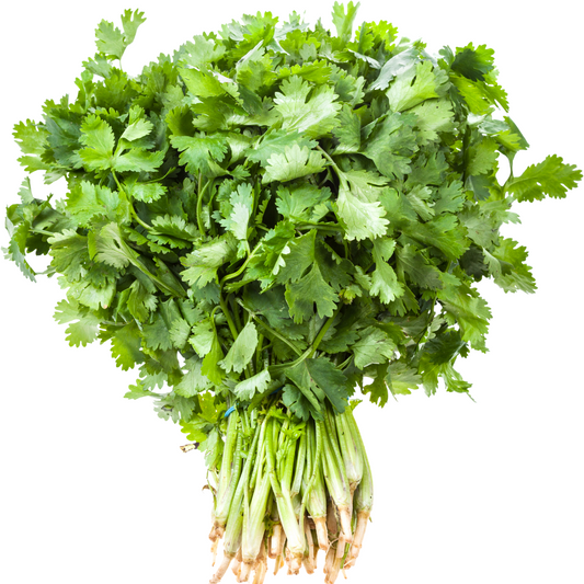 Cilantro - Manojito