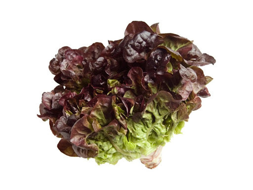 lechuga mantequilla morada