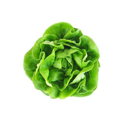 lechuga mantequilla